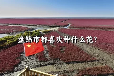 盘锦市都喜欢种什么花？