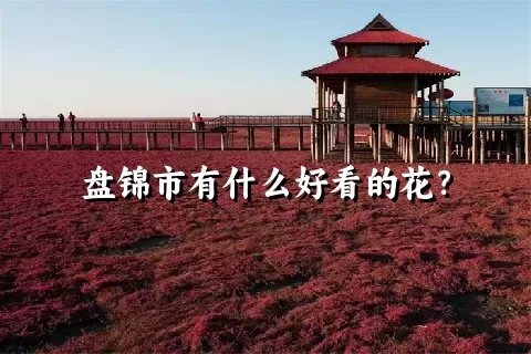 盘锦市有什么好看的花？