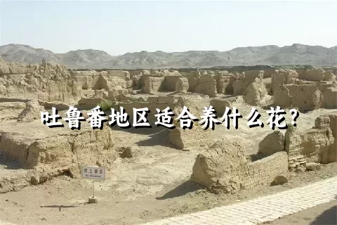 吐鲁番地区适合养什么花？