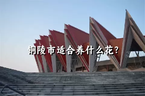 铜陵市适合养什么花？