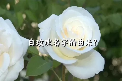 白玫瑰名字的由来？