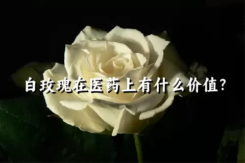 白玫瑰在医药上有什么价值？