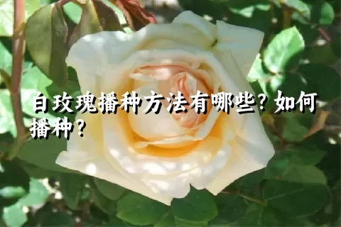 白玫瑰播种方法有哪些？如何播种？