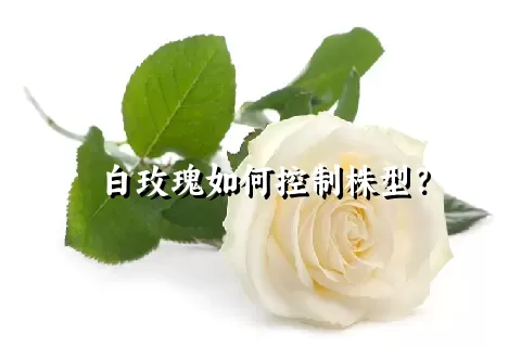 白玫瑰如何控制株型？