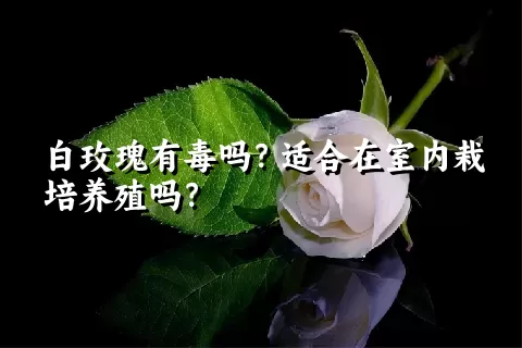 白玫瑰有毒吗？适合在室内栽培养殖吗？