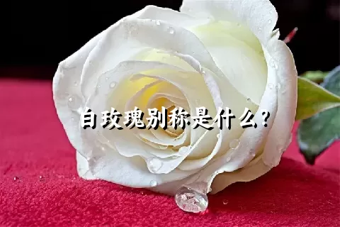 白玫瑰别称是什么？