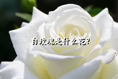 白玫瑰是什么花？