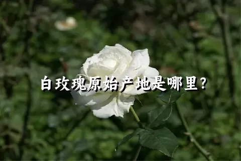 白玫瑰原始产地是哪里？