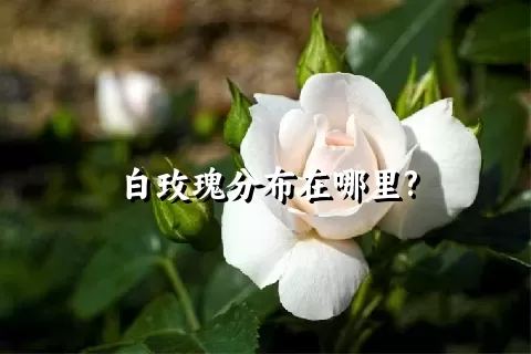 白玫瑰分布在哪里?