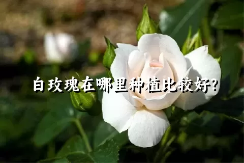 白玫瑰在哪里种植比较好？