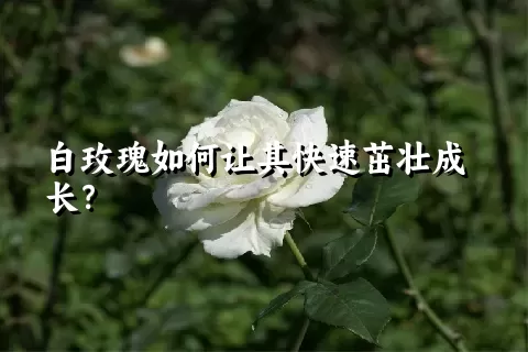 白玫瑰如何让其快速茁壮成长？