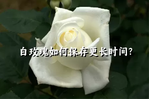 白玫瑰如何保存更长时间？