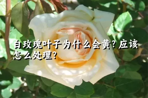 白玫瑰叶子为什么会黄？应该怎么处理？