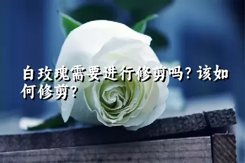 白玫瑰需要进行修剪吗？该如何修剪？