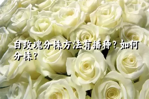 白玫瑰分株方法有播种？如何分株？