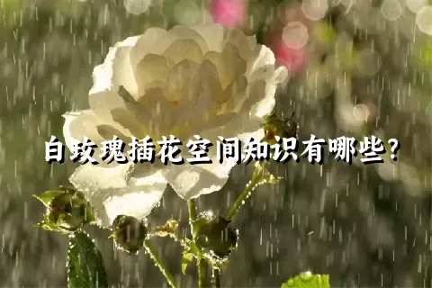 白玫瑰插花空间知识有哪些？