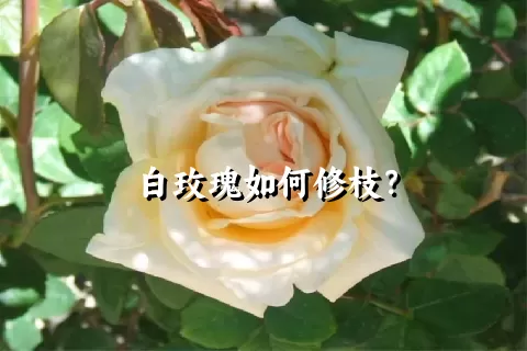 白玫瑰如何修枝？