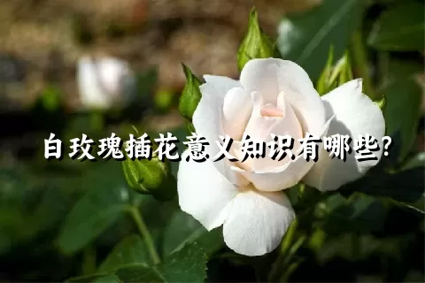 白玫瑰插花意义知识有哪些？