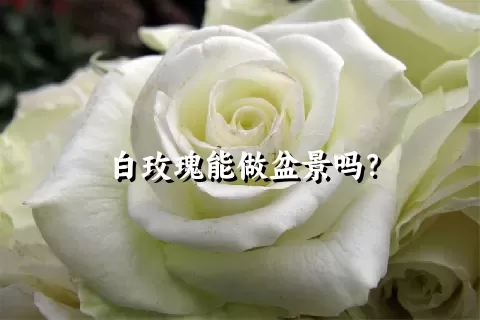 白玫瑰能做盆景吗？