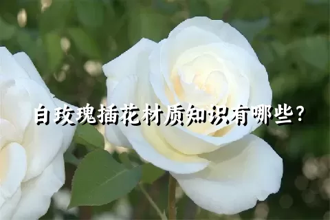 白玫瑰插花材质知识有哪些？