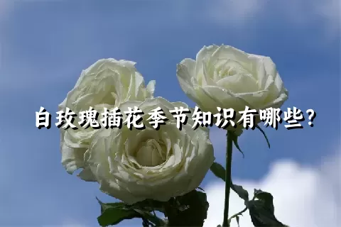 白玫瑰插花季节知识有哪些？