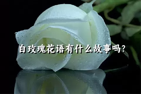 白玫瑰花语有什么故事吗？