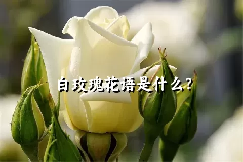 白玫瑰花语是什么？