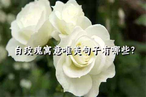 白玫瑰寓意唯美句子有哪些？