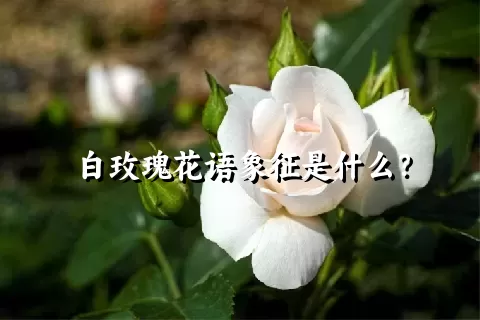 白玫瑰花语象征是什么？