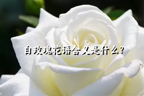 白玫瑰花语含义是什么？