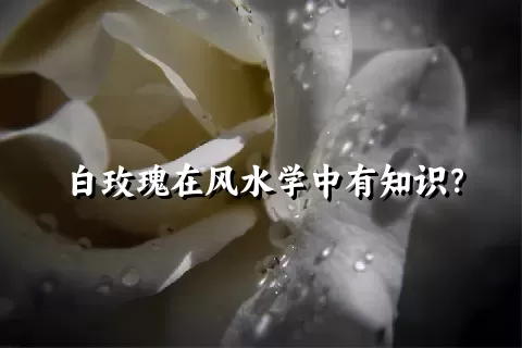 白玫瑰在风水学中有知识？