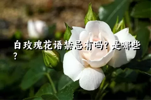 白玫瑰花语禁忌有吗？是哪些？