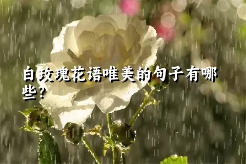 白玫瑰花语唯美的句子有哪些？