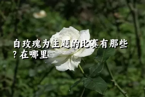 白玫瑰为主题的比赛有那些？在哪里