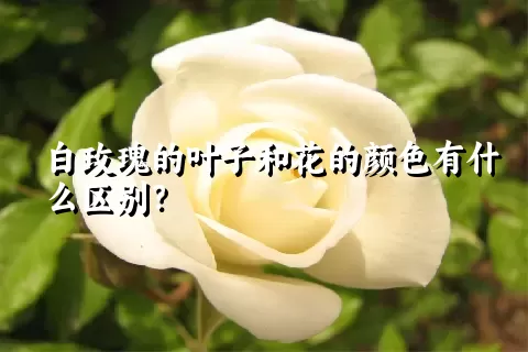 白玫瑰的叶子和花的颜色有什么区别？