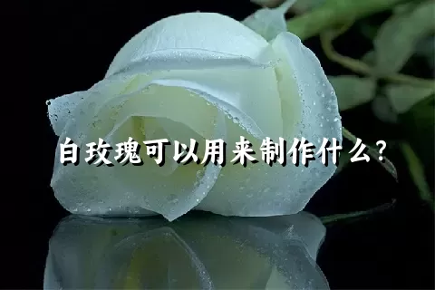 白玫瑰可以用来制作什么？