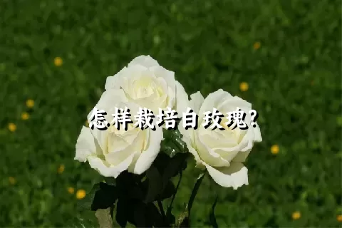 怎样栽培白玫瑰？