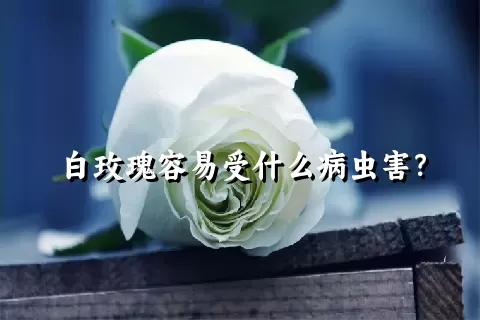 白玫瑰容易受什么病虫害？