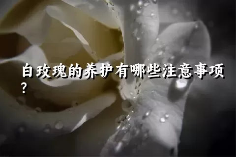 白玫瑰的养护有哪些注意事项？