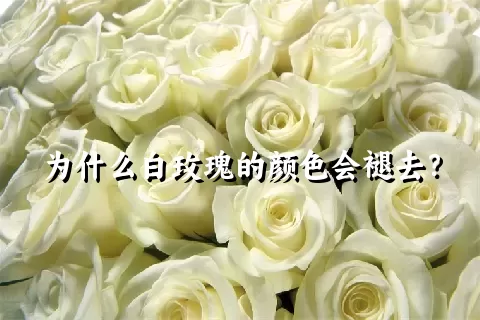 为什么白玫瑰的颜色会褪去？