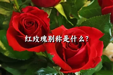 红玫瑰别称是什么？