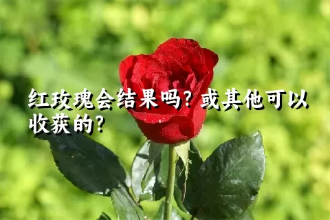 红玫瑰会结果吗？或其他可以收获的？