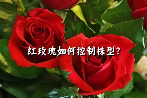 红玫瑰如何控制株型？