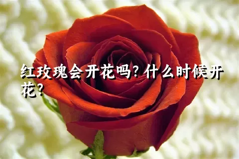 红玫瑰会开花吗？什么时候开花？