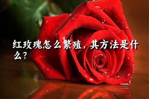 红玫瑰怎么繁殖，其方法是什么？