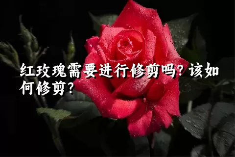 红玫瑰需要进行修剪吗？该如何修剪？