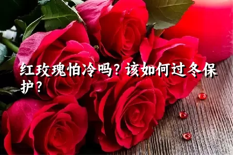 红玫瑰怕冷吗？该如何过冬保护？