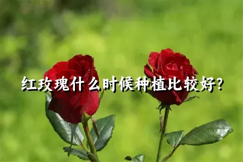 红玫瑰什么时候种植比较好？