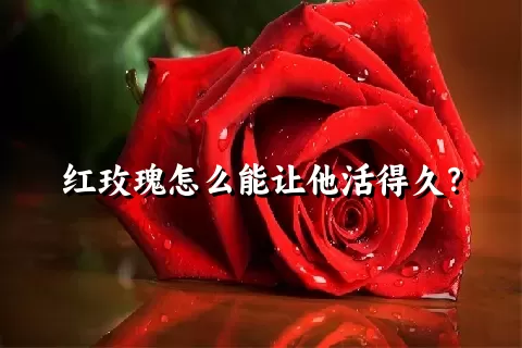 红玫瑰怎么能让他活得久？