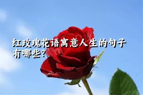 红玫瑰花语寓意人生的句子有哪些？